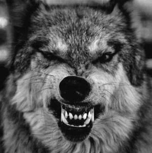 Meet your Posher, Tim